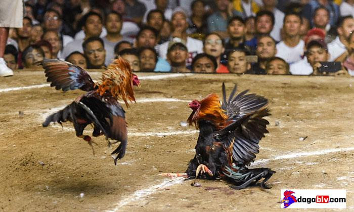 Bật Mí Tuyệt Chiêu Xem Màu Mạng Gà Đá Hôm Nay Chuẩn Xác Nhất 2 Bật Mí Tuyệt Chiêu Xem Màu Mạng Gà Đá Hôm Nay Chuẩn Xác Nhất Tại sao nên xem màu mạng gà đá hôm nay?