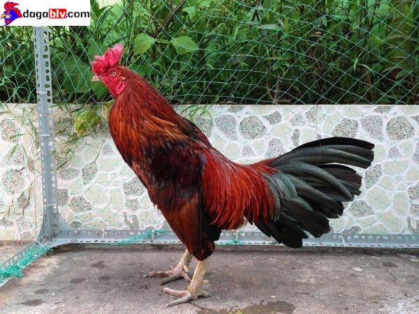 Bật Mí Tuyệt Chiêu Xem Màu Mạng Gà Đá Hôm Nay Chuẩn Xác Nhất 5 Bật Mí Tuyệt Chiêu Xem Màu Mạng Gà Đá Hôm Nay Chuẩn Xác Nhất Cách xem màu mạng gà đá hôm nay chuẩn nhất