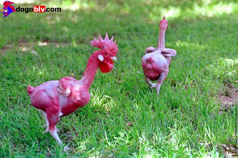 Nguồn gốc của giống gà không lông