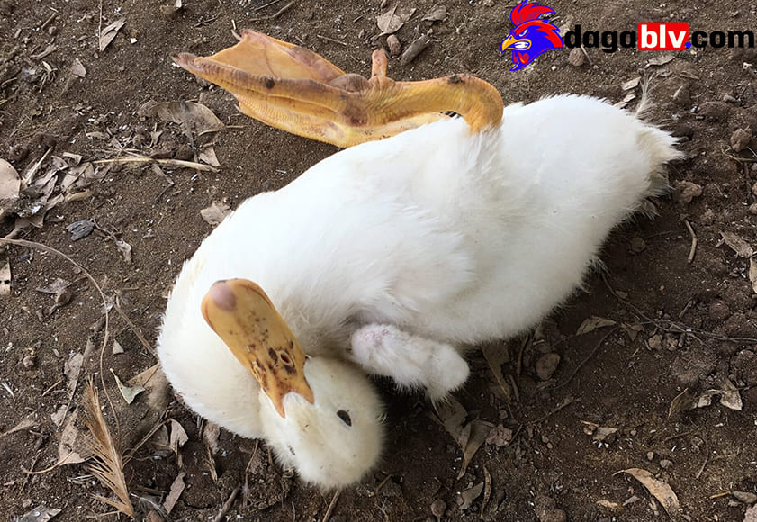 Bệnh tụ huyết trùng vịt