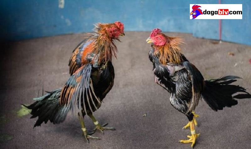 cách chữa gà không chịu ăn