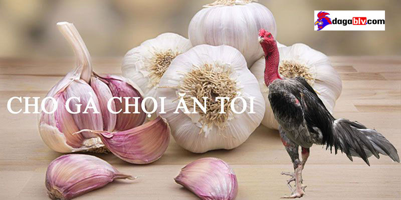 Cách chữa gà không chịu ăn bằng củ tỏi