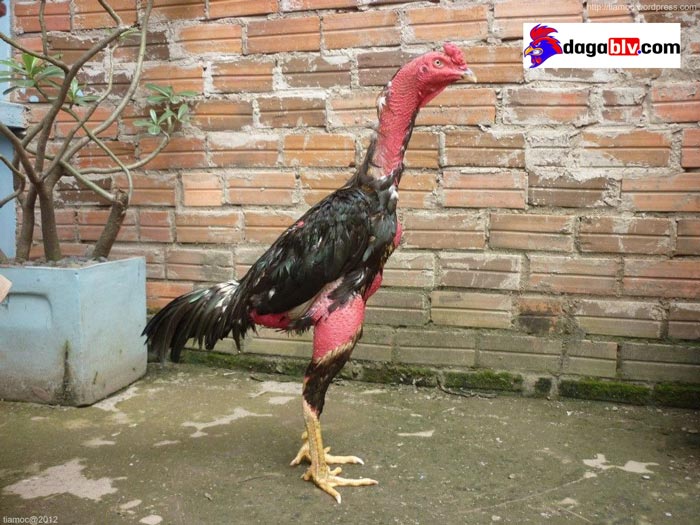 gà ủ rũ, bỏ ăn rồi chết