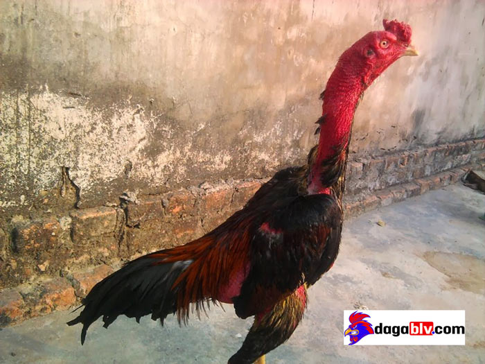 Cách chữa gà không chịu ăn chỉ trong vài bước đơn giản