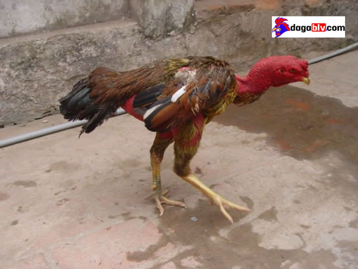 Gà kém ăn uống nhiều nước