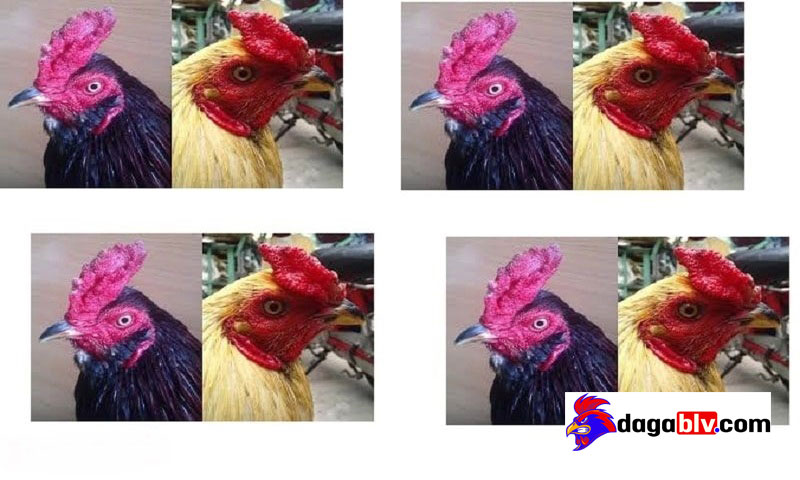 Một số loại mồng gà được lai tạo hiện nay