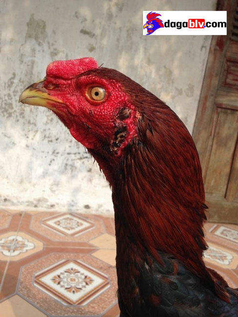 gà mồng trích
