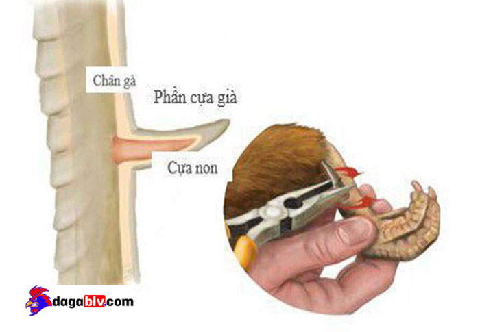 Chia sẻ cách làm cựa gà mọc chậm vô cùng hiệu quả từ Sư kê lão làng 4 Chia sẻ cách làm cựa gà mọc chậm vô cùng hiệu quả từ Sư kê lão làng cách làm cựa gà mọc chậm