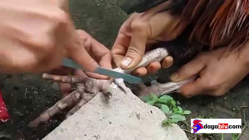 Chia sẻ cách làm cựa gà mọc chậm vô cùng hiệu quả từ Sư kê lão làng 3 Chia sẻ cách làm cựa gà mọc chậm vô cùng hiệu quả từ Sư kê lão làng Quá trình cưa cựa gà