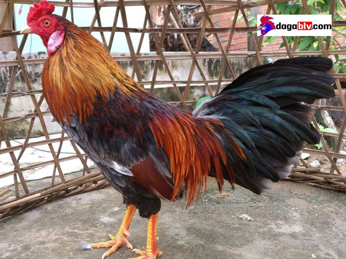 Chia sẻ cách làm cựa gà mọc chậm vô cùng hiệu quả