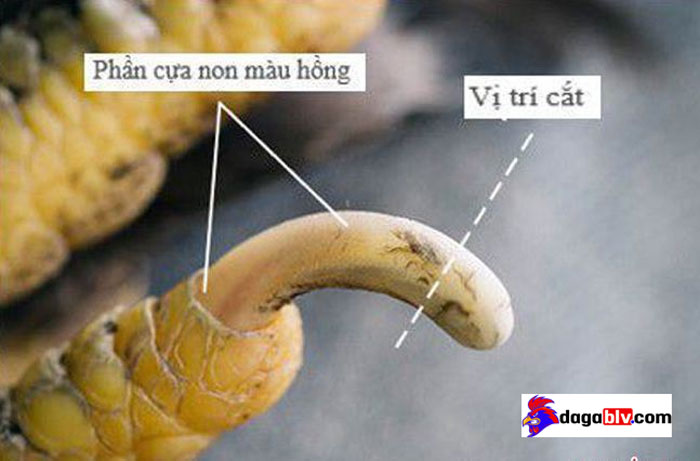Chia sẻ cách làm cựa gà mọc chậm vô cùng hiệu quả từ Sư kê lão làng 5 Chia sẻ cách làm cựa gà mọc chậm vô cùng hiệu quả từ Sư kê lão làng phần cựa gà nên cắt