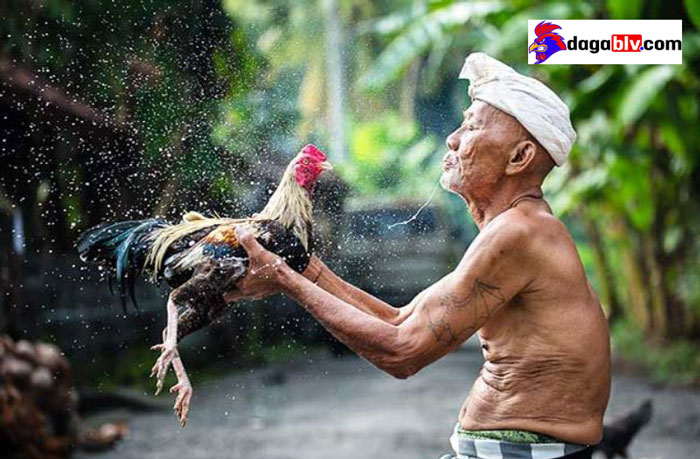 Chia sẻ cách tắm gà đá đúng kỹ thuật giúp lông gà bóng đẹp 4 Chia sẻ cách tắm gà đá đúng kỹ thuật giúp lông gà bóng đẹp Phun nước gà chọi