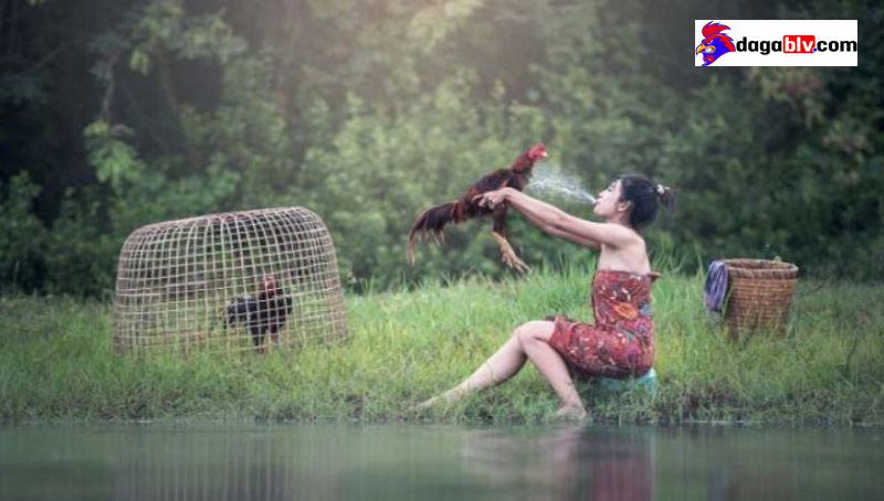 Chia sẻ cách tắm gà đá đúng kỹ thuật giúp lông gà bóng đẹp 3 Chia sẻ cách tắm gà đá đúng kỹ thuật giúp lông gà bóng đẹp Cách phun nước gà