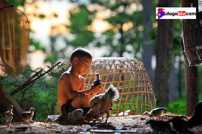 Chia sẻ cách tắm gà đá đúng kỹ thuật giúp lông gà bóng đẹp 5 Chia sẻ cách tắm gà đá đúng kỹ thuật giúp lông gà bóng đẹp Cách tắm gà đá cựa sắt