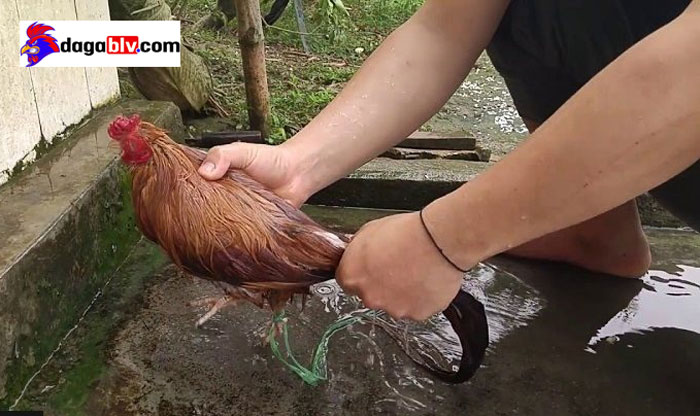 Chia sẻ cách tắm gà đá đúng kỹ thuật giúp lông gà bóng đẹp 2 Chia sẻ cách tắm gà đá đúng kỹ thuật giúp lông gà bóng đẹp cách tắm gà đá