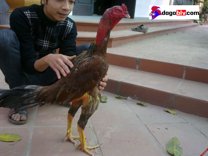 cắt tai tích gà chọi