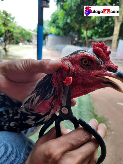 Tại sao phải cắt tích gà