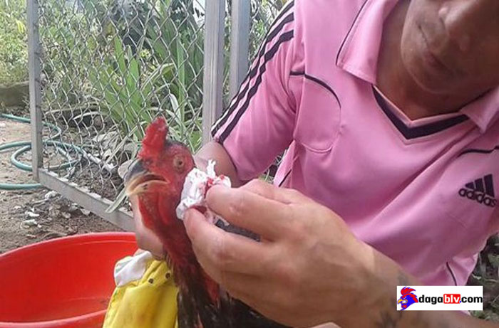 Cầm máu cho gà chọi
