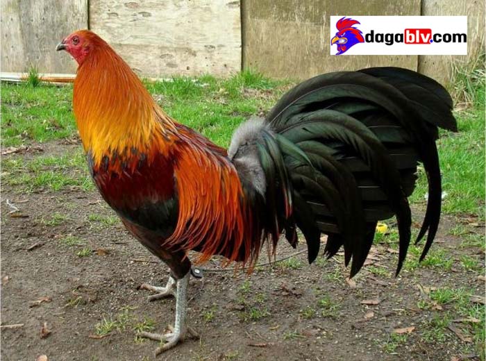 Làm Sao Biết Gà Đá Bị Sốc Nhiệt? Cách Xử Lý Triệu Chứng Này Như Thế Nào Cho Hiệu Quả? 3 Làm Sao Biết Gà Đá Bị Sốc Nhiệt? Cách Xử Lý Triệu Chứng Này Như Thế Nào Cho Hiệu Quả? Xử lý nhanh tình trạng sốc nhiệt ở gà như thế nào?