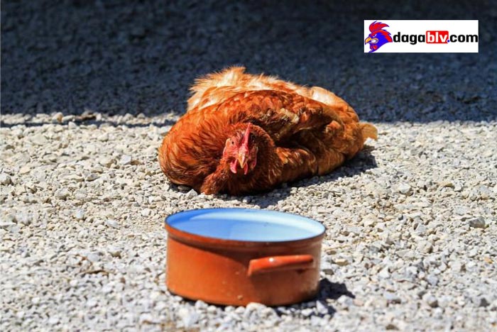 gà đá bị sốc nhiệt