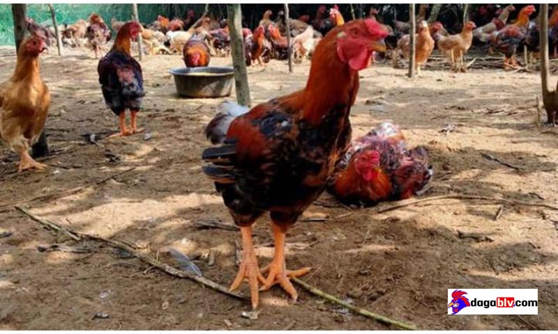 Làm Sao Biết Gà Đá Bị Sốc Nhiệt? Cách Xử Lý Triệu Chứng Này Như Thế Nào Cho Hiệu Quả? 2 Làm Sao Biết Gà Đá Bị Sốc Nhiệt? Cách Xử Lý Triệu Chứng Này Như Thế Nào Cho Hiệu Quả? Việc gà đá bị sốc nhiệt là như thế nào?
