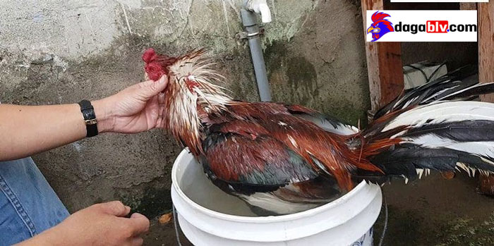 Làm Sao Biết Gà Đá Bị Sốc Nhiệt? Cách Xử Lý Triệu Chứng Này Như Thế Nào Cho Hiệu Quả? 4 Làm Sao Biết Gà Đá Bị Sốc Nhiệt? Cách Xử Lý Triệu Chứng Này Như Thế Nào Cho Hiệu Quả? Làm sao để phòng tránh tình trạng sốc nhiệt ở gà?