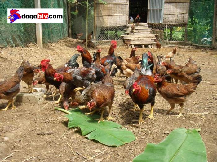 Làm Sao Biết Gà Đá Bị Sốc Nhiệt? Cách Xử Lý Triệu Chứng Này Như Thế Nào Cho Hiệu Quả? 5 Làm Sao Biết Gà Đá Bị Sốc Nhiệt? Cách Xử Lý Triệu Chứng Này Như Thế Nào Cho Hiệu Quả? cấp cứu gà bị sốc nhiệt