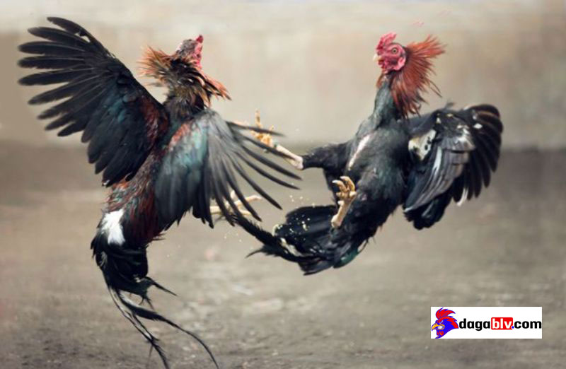 Mách bạn cách mở mỏ cho gà chọi đúng kỹ thuật 2 Mách bạn cách mở mỏ cho gà chọi đúng kỹ thuật Thời gian thích hợp nhất để gà chọi thay mỏ là khoảng 8 đến 9 tháng
