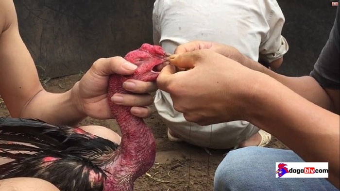 Mách bạn cách mở mỏ cho gà chọi đúng kỹ thuật 4 Mách bạn cách mở mỏ cho gà chọi đúng kỹ thuật Gà chọi mấy tháng thì mở mỏ được