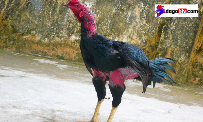 Những tiếng lóng trong đá gà mà các sư kê cần nằm lòng 1 Những tiếng lóng trong đá gà mà các sư kê cần nằm lòng những tiếng lóng trong đá gà