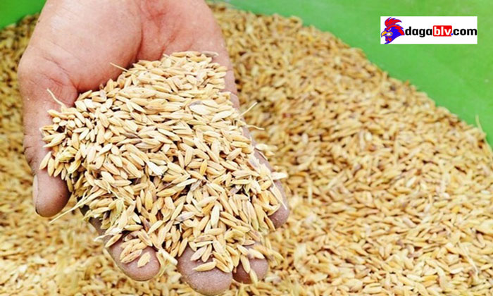 Những tiếng lóng trong đá gà mà các sư kê cần nằm lòng 6 Những tiếng lóng trong đá gà mà các sư kê cần nằm lòng Lúa đã lọc hạt lép là thức ăn chính của gà chọi