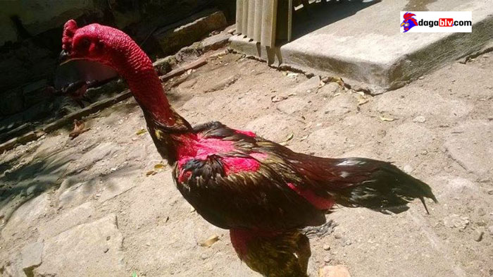 cho gà chọi tắm nắng