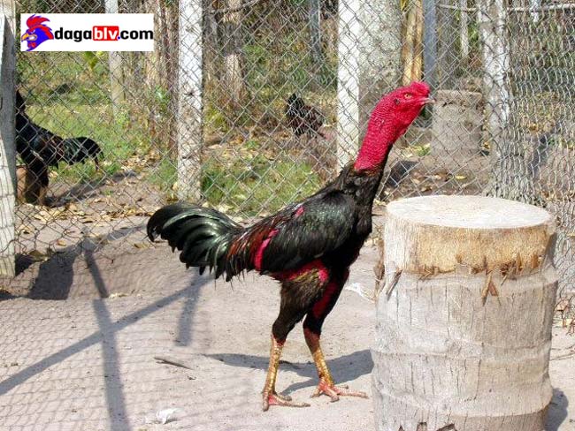 Phương pháp tắm nắng cho gà chọi