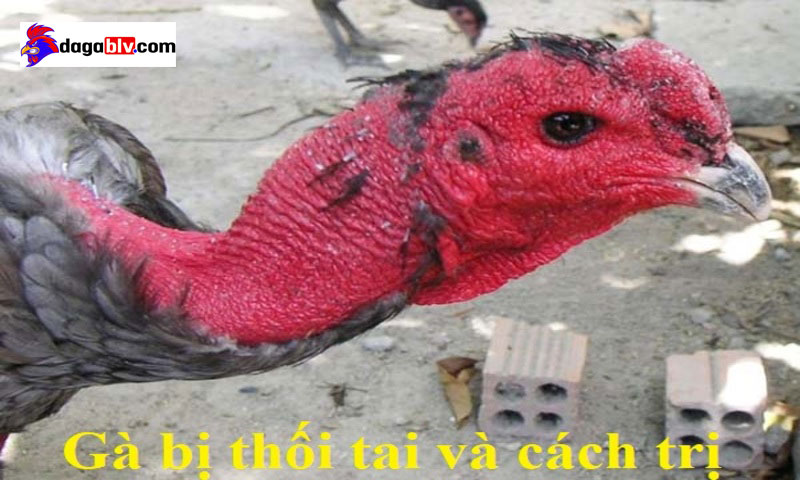 gà bị thối tai