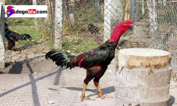Tai gà chảy nước có mùi hôi