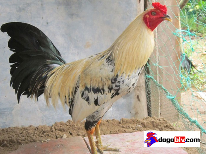 8+ cách đặt tên cho gà chọi hay và ý nghĩa nhất 3 8+ cách đặt tên cho gà chọi hay và ý nghĩa nhất Cách đặt tên cho gà chọi theo tên chủ kê
