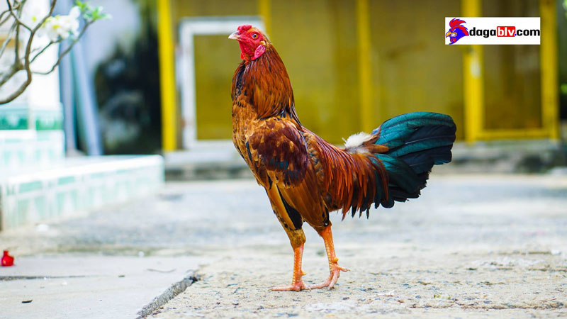 cách đặt tên cho gà chọi