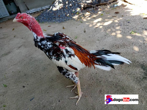 8+ cách đặt tên cho gà chọi hay và ý nghĩa nhất 4 8+ cách đặt tên cho gà chọi hay và ý nghĩa nhất Cách gọi tên gà chọi