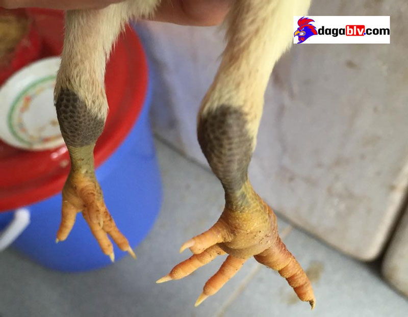 Hậu quả khi gà bị nấm chân