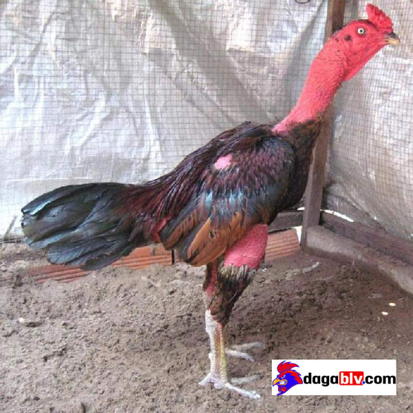 Nguyên Nhân Và Cách Điều Trị Gà Bị Nóng Sốt Bỏ Ăn 4 Nguyên Nhân Và Cách Điều Trị Gà Bị Nóng Sốt Bỏ Ăn Gà nóng sốt do mắc bệnh cúm gia cầm