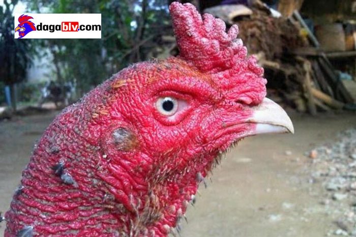 Nguyên Nhân Và Cách Điều Trị Gà Bị Nóng Sốt Bỏ Ăn 3 Nguyên Nhân Và Cách Điều Trị Gà Bị Nóng Sốt Bỏ Ăn Gà bị nóng sốt do bệnh đầu đen