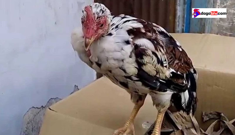 Nguyên Nhân Và Cách Điều Trị Gà Bị Nóng Sốt Bỏ Ăn 2 Nguyên Nhân Và Cách Điều Trị Gà Bị Nóng Sốt Bỏ Ăn Bệnh dịch tả khiến gà bị nóng sốt dẫn đến bỏ ăn
