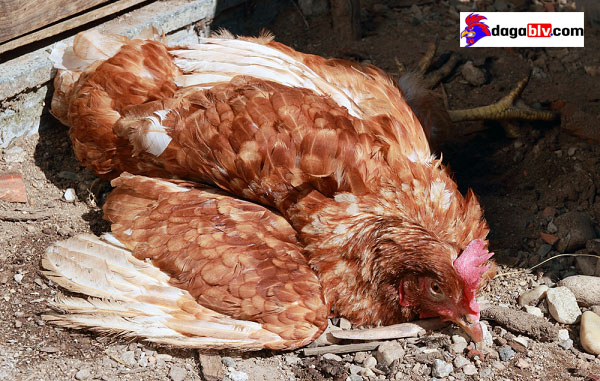 Nguyên Nhân Và Cách Điều Trị Gà Bị Nóng Sốt Bỏ Ăn 5 Nguyên Nhân Và Cách Điều Trị Gà Bị Nóng Sốt Bỏ Ăn bệnh thường gặp ở gà