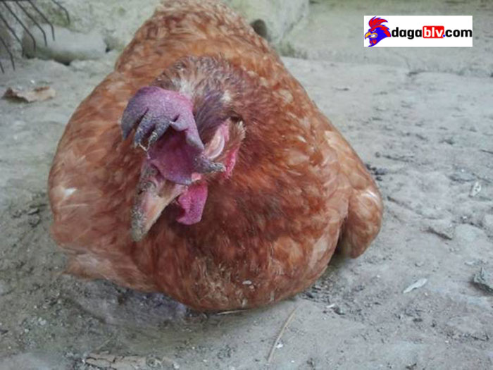 gà bị nóng sốt bỏ ăn