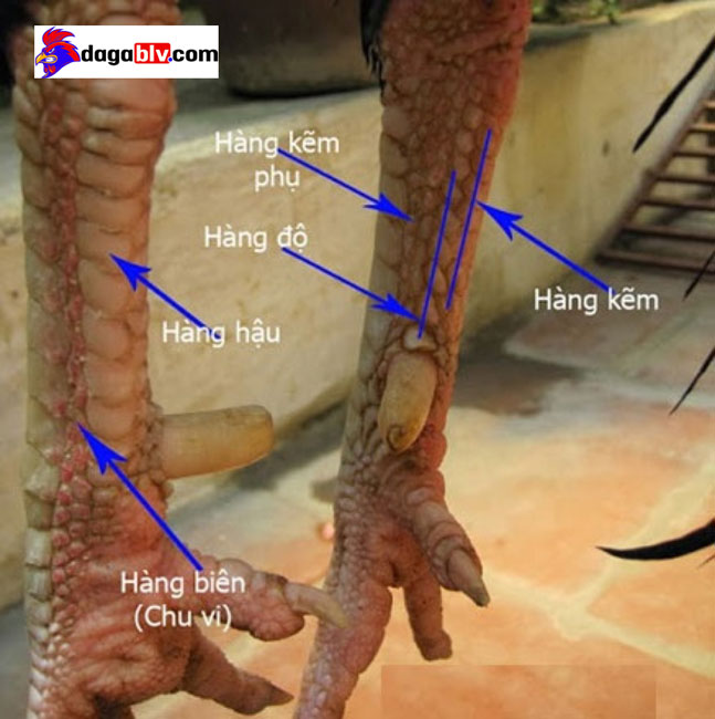 gà chọi chân đẹp