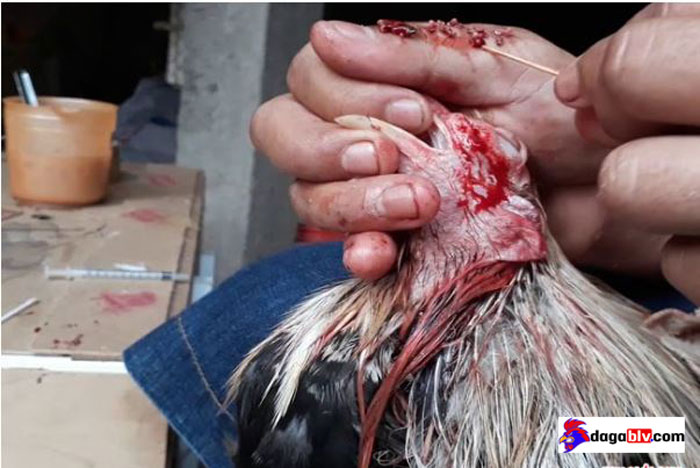 Phương pháp mổ cho gà đá bị kén mép