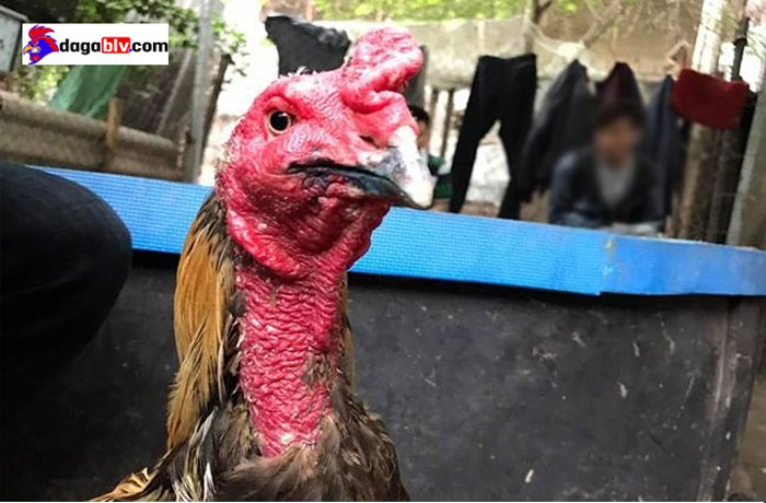 Gà bị kén mà