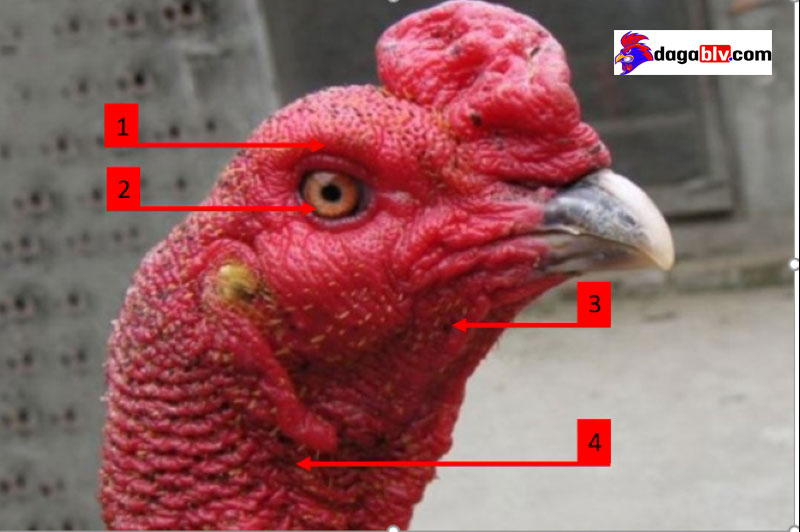 Gà đá mắt trắng có khả năng chiến đấu tốt hay không? 4 Gà đá mắt trắng có khả năng chiến đấu tốt hay không? Các loại mắt gà chọi