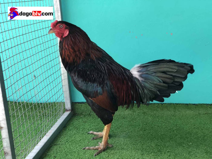 gà xanh mồng trích