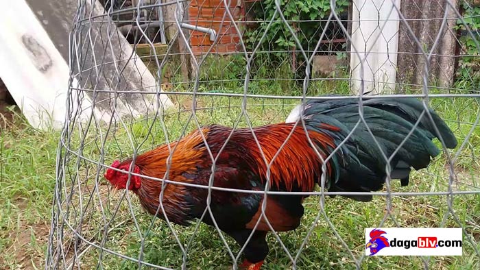 Gà xanh mồng trích - Thần kê uống máu đối thủ 3 Gà xanh mồng trích - Thần kê uống máu đối thủ gà danh xanh mồng trích
